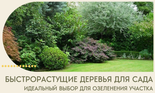 Быстрорастущие деревья для сада идеальный выбор в Бугульме
