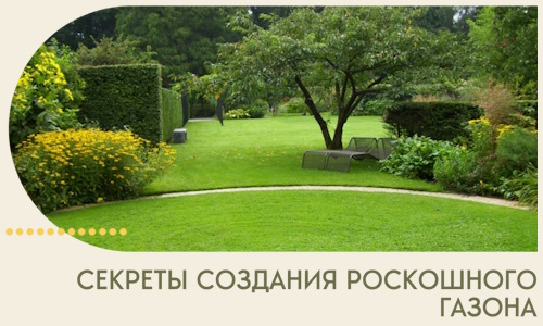 Секреты создания роскошного газона в Бугульме